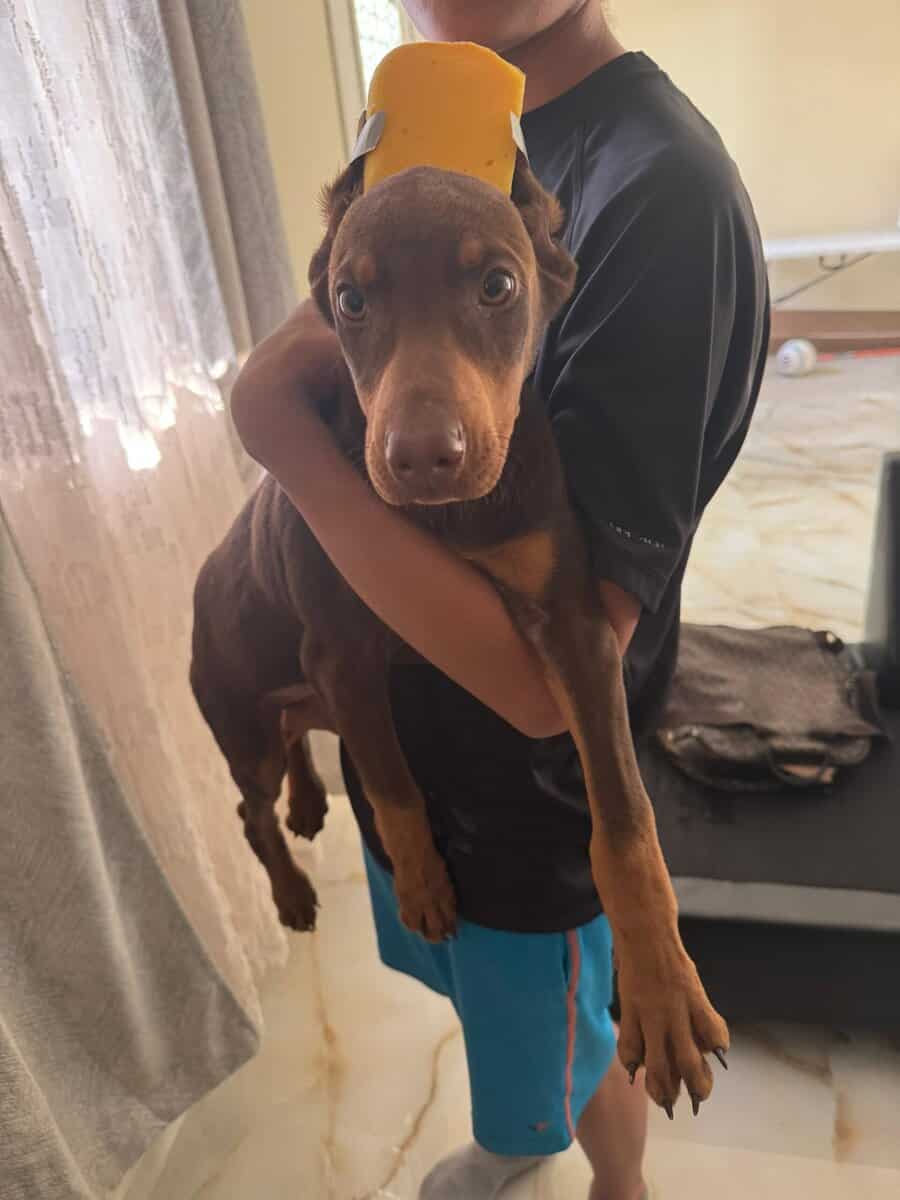 Female Doberman image 1