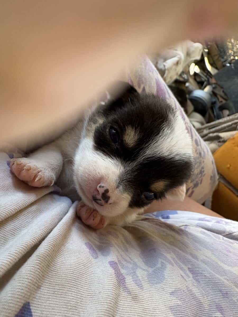 Heeler corgi mix pupies image 7