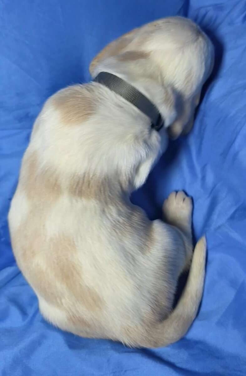 Scott- male baby basset hound image 5