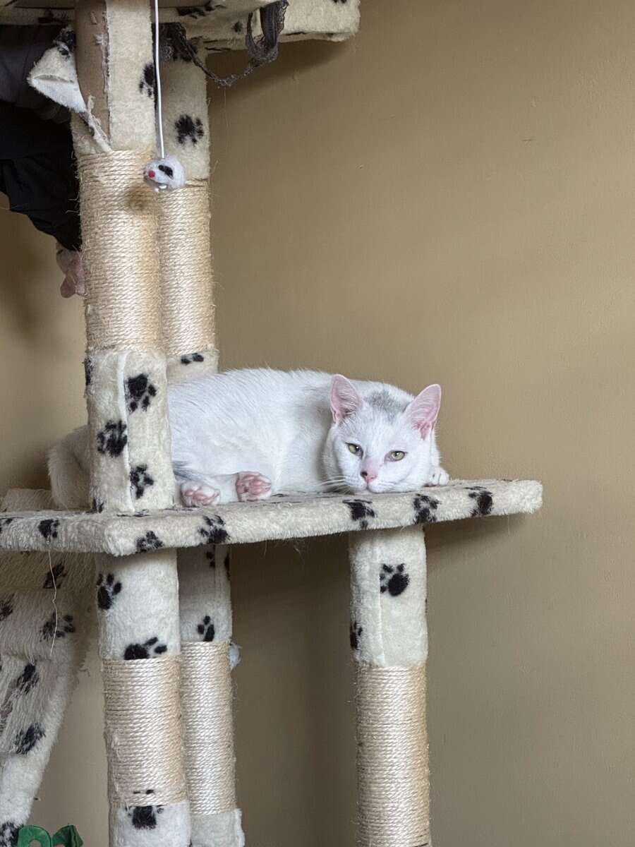 White Adult Cat needs a home image 3
