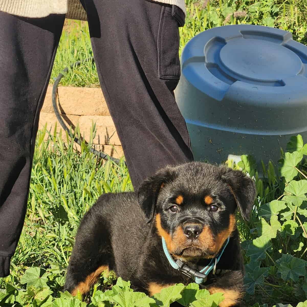 Full bread Rottweiler puppy with AKC parents image 3