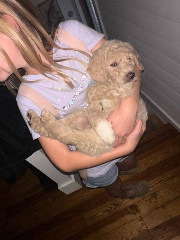 8 Goldendoodles 4 boys 4 girls image 2