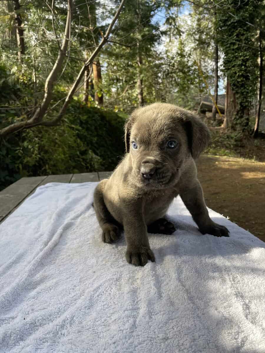 Cane Corso Litter for Sale image 14