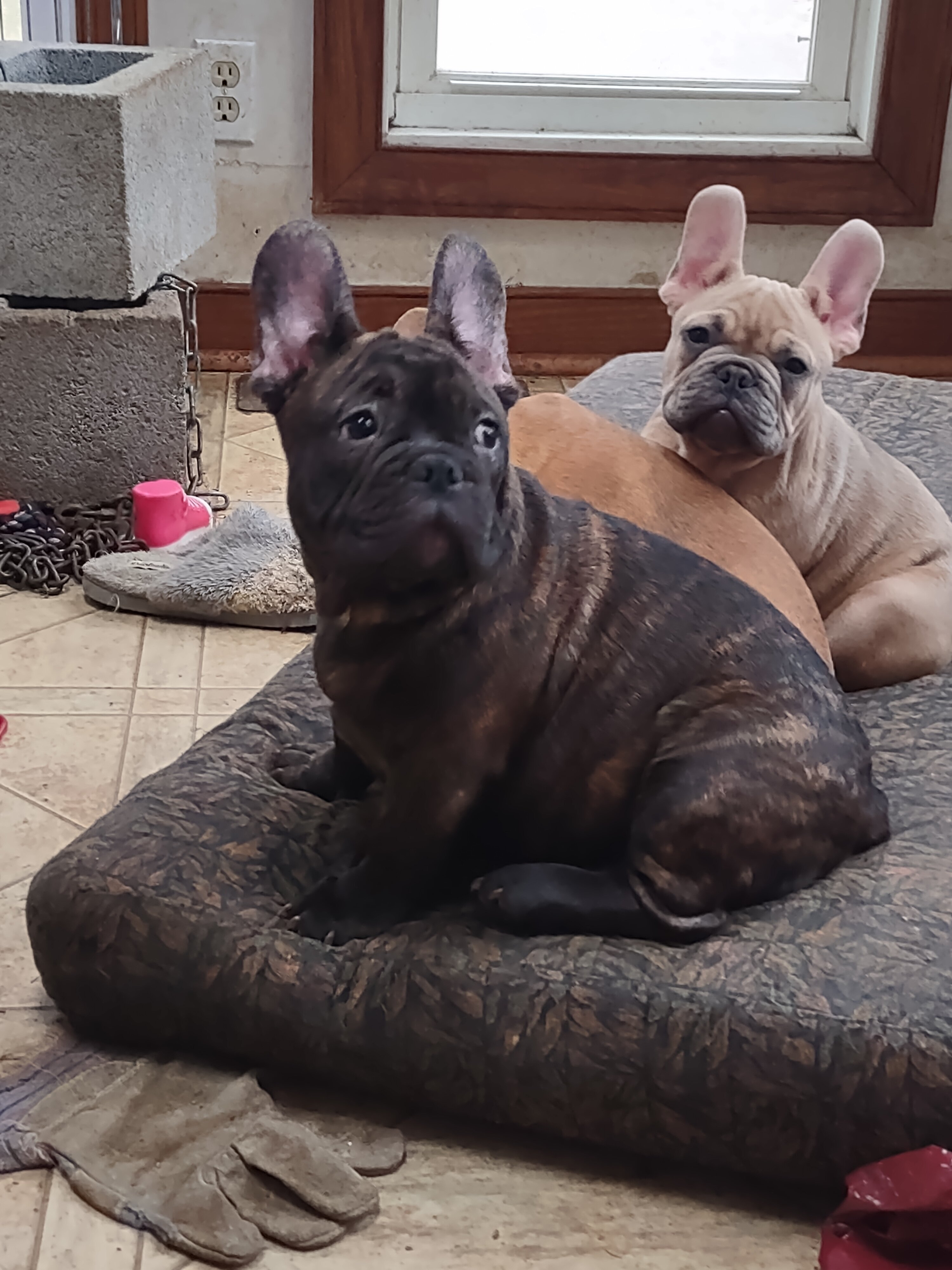 Adorable French Bulldog puppy - Male image 5
