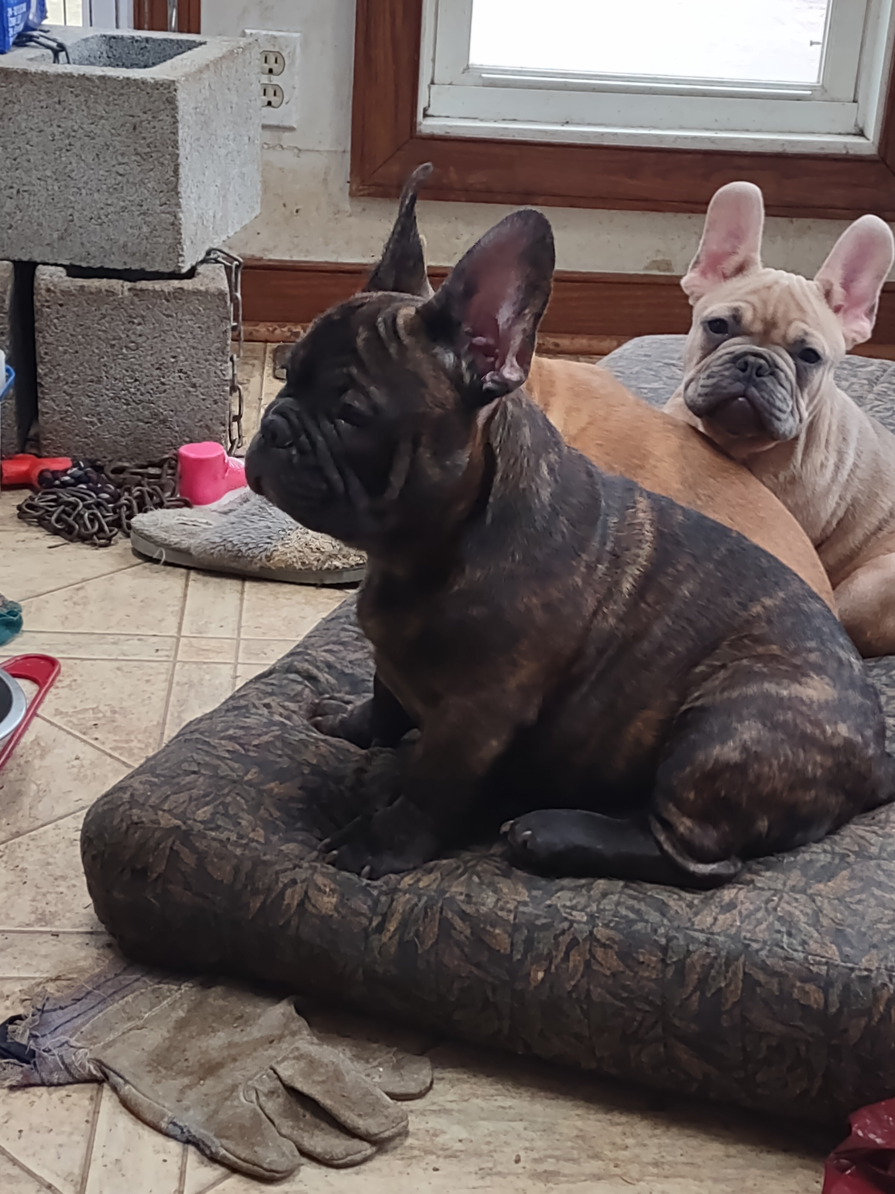 Adorable French Bulldog puppy - Male image 4