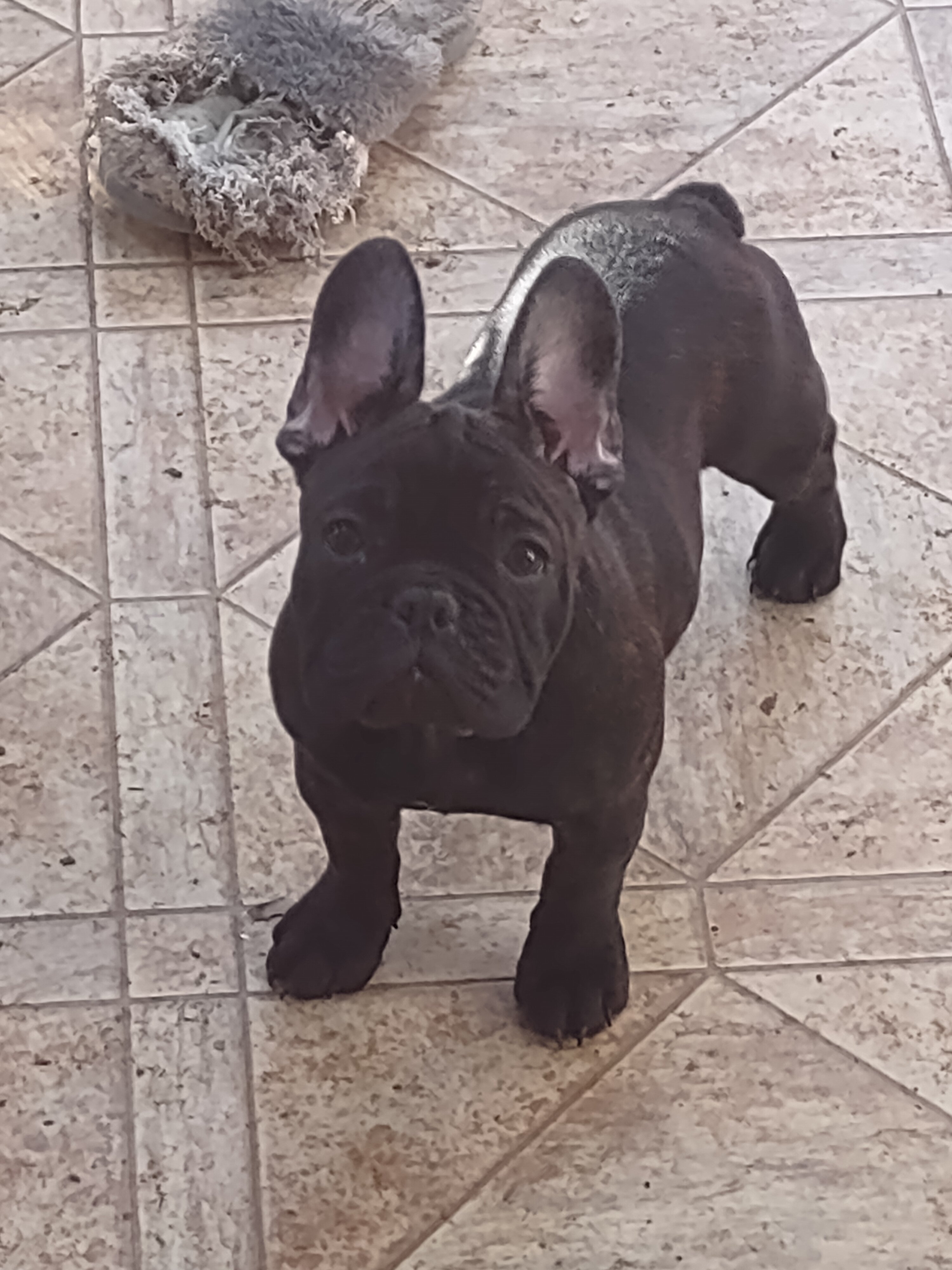 Adorable French Bulldog puppy - Male image 3