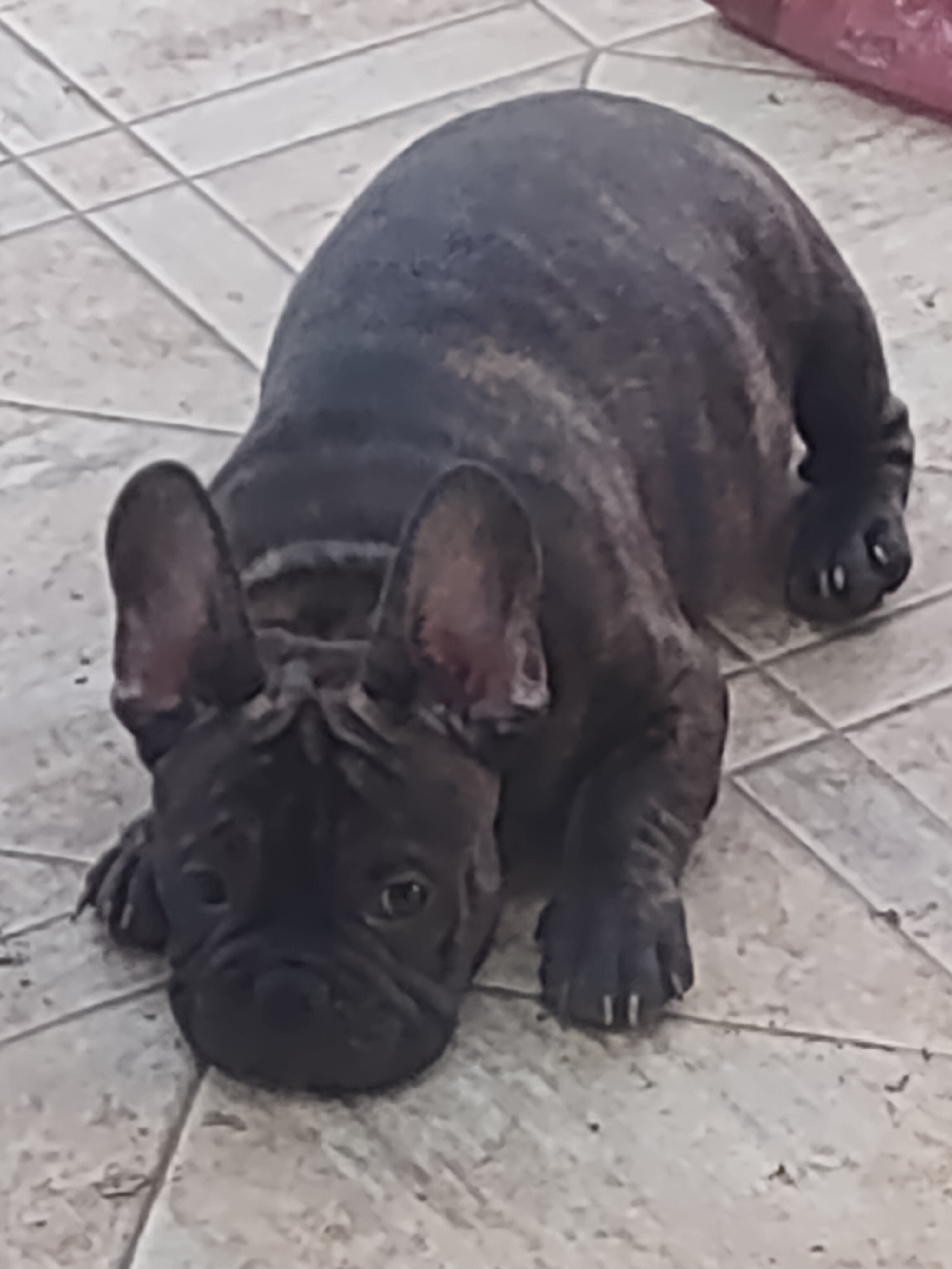 Adorable French Bulldog puppy - Male image 2