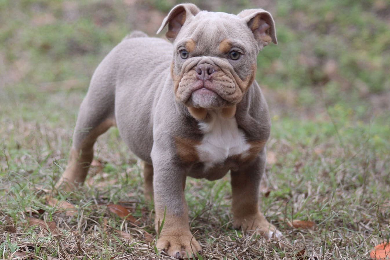 English bulldog puppies image 1