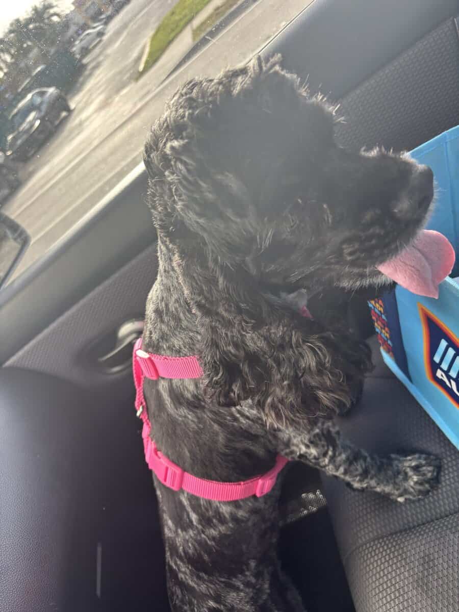 BELLA image 2