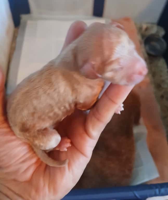Mini-Poodle puppies image 3
