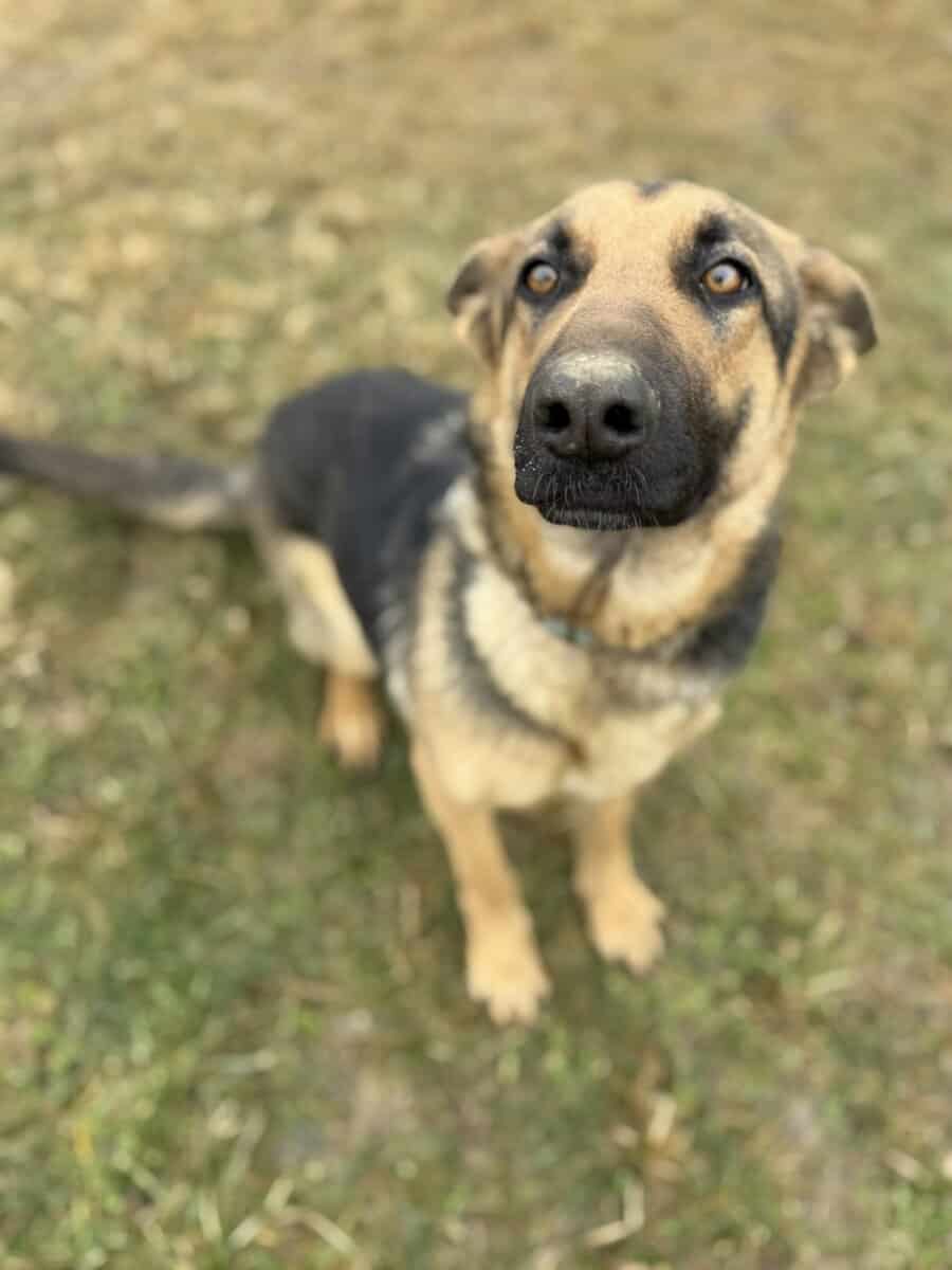 Female German shepherd mix image 1