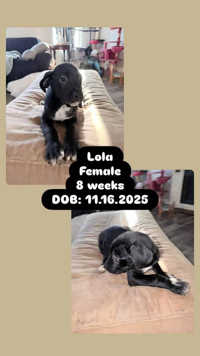 Australian Shepherd Great Dane mix image 2