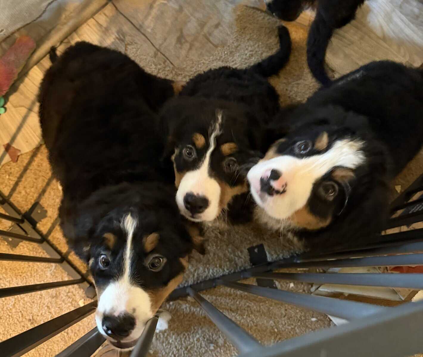 Saint Bernese Mountain Dog puppies image 8