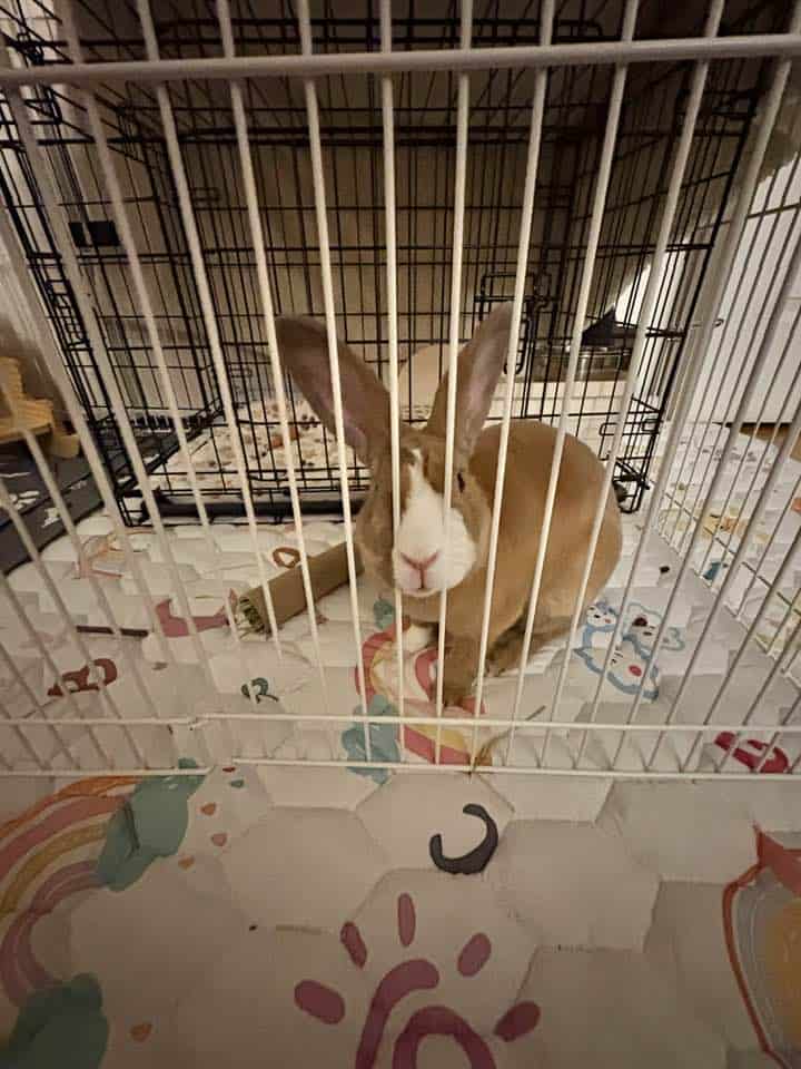 Year old Male Mini Rex Rabbit image 3