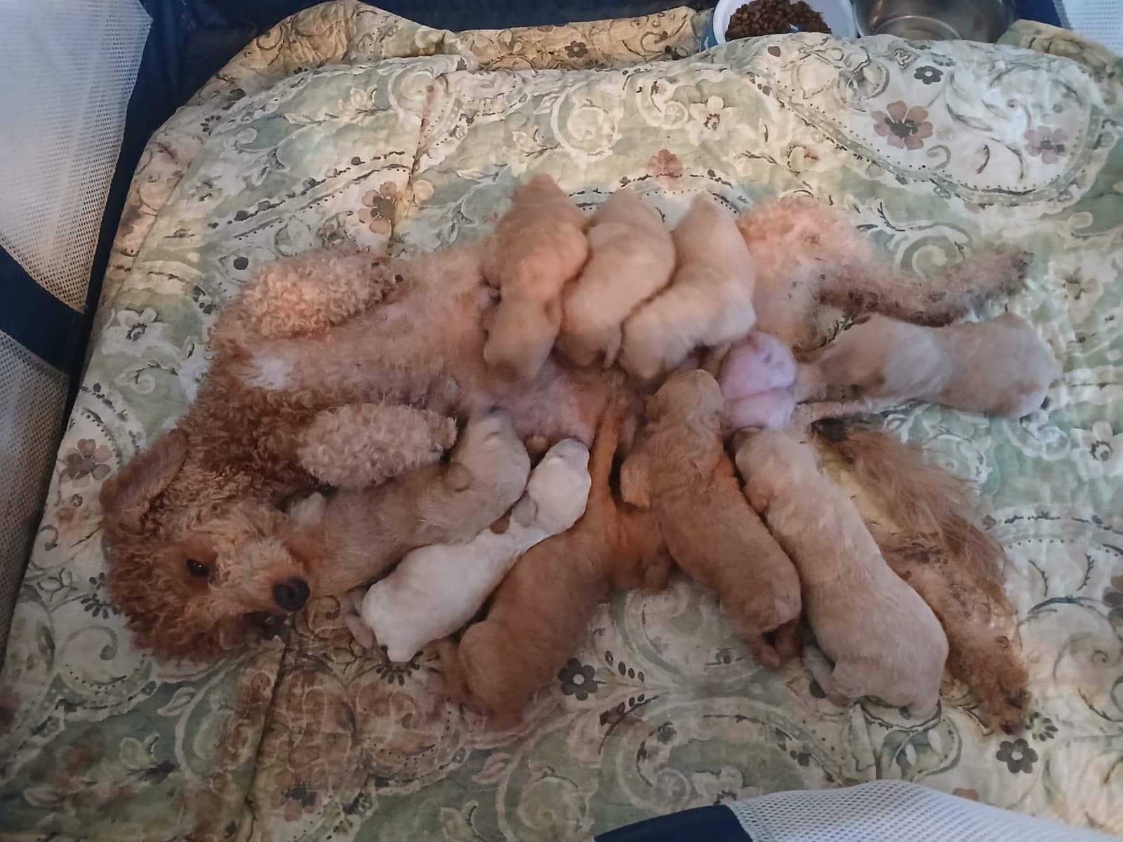 Mini-Poodle puppies image 4