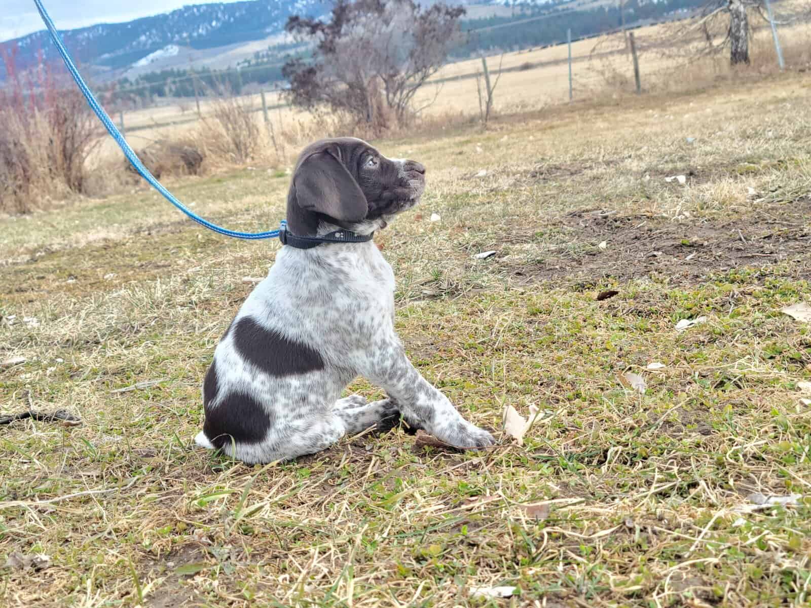 German Wirehaired Pointer puppies image 3