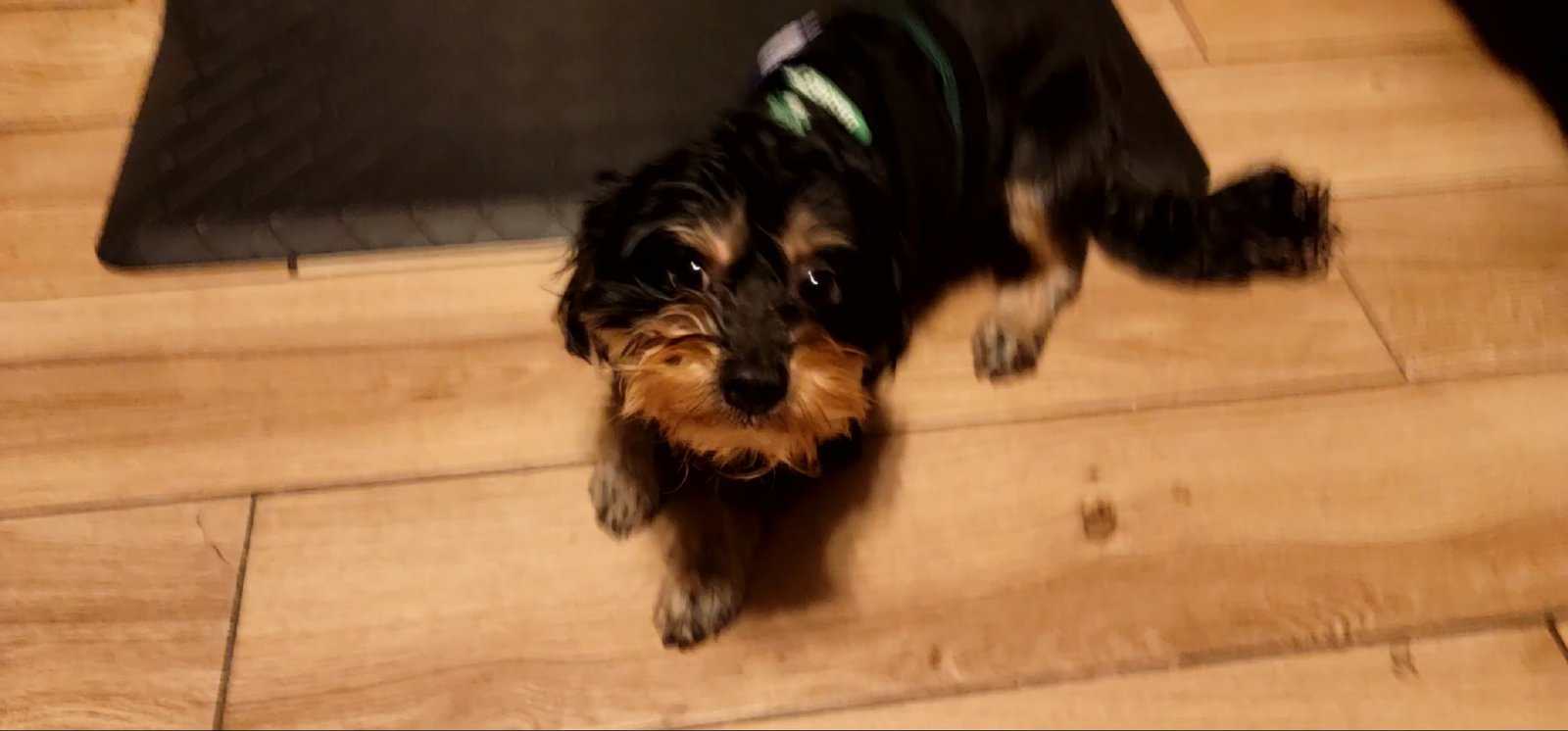 Loving Dog Needs a Family image 7
