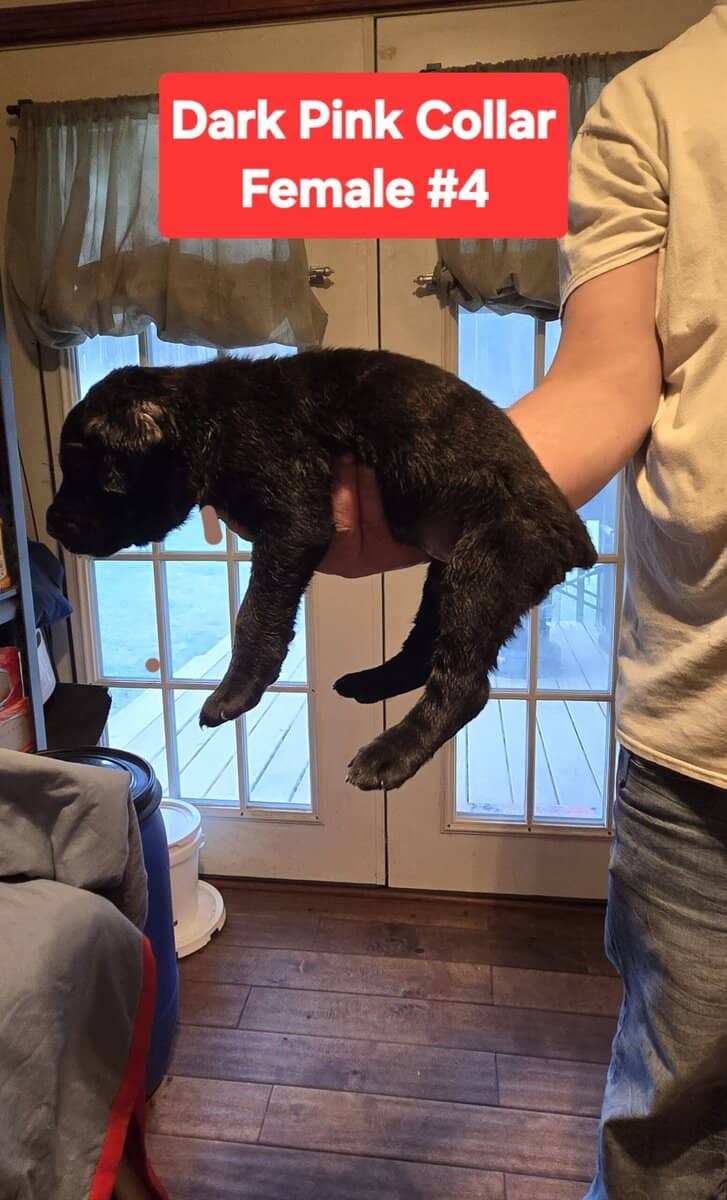 Cane Corso Belgian Malinois Puppies image 8