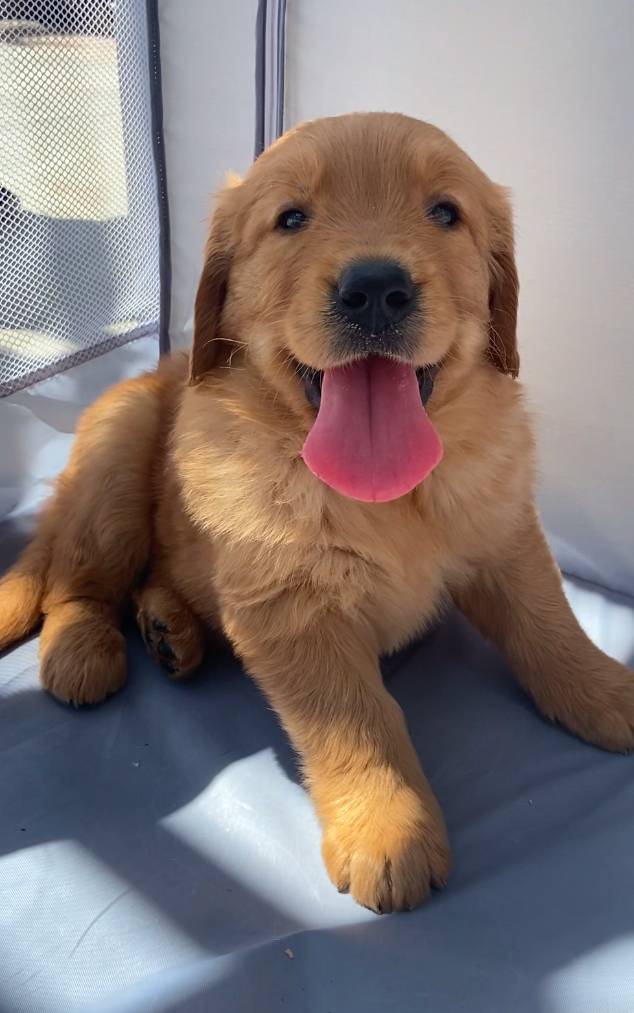 Golden Retriever puppy image 1