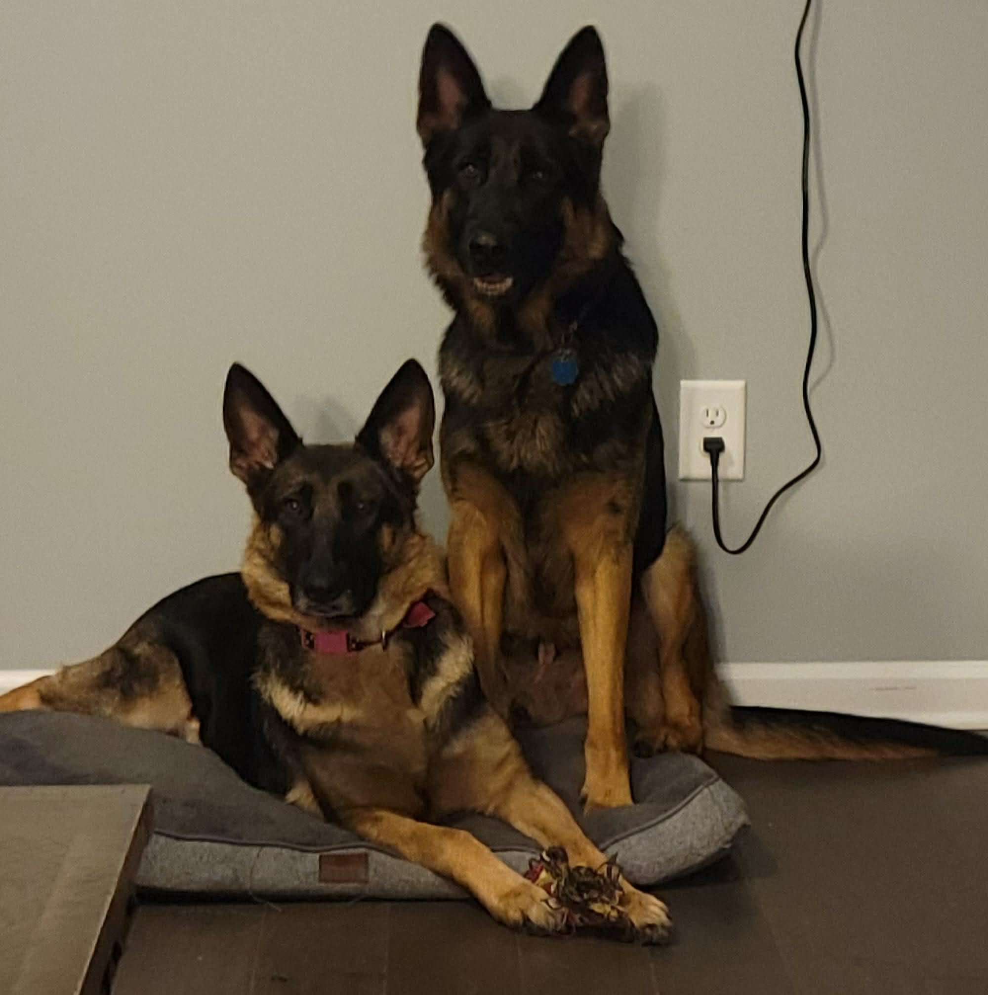 female german shepherd image 2