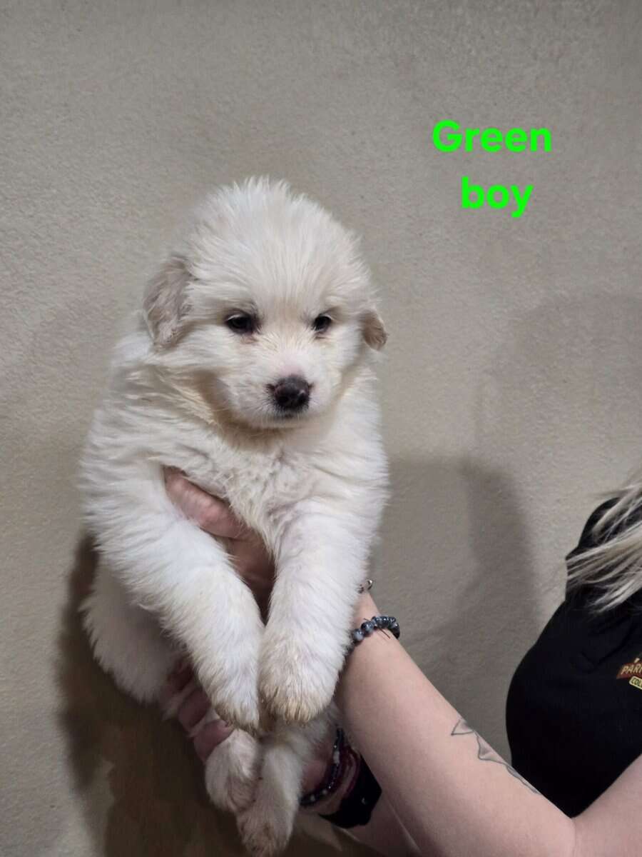 Great pyrenees puppies ready 3/23/26 image 18