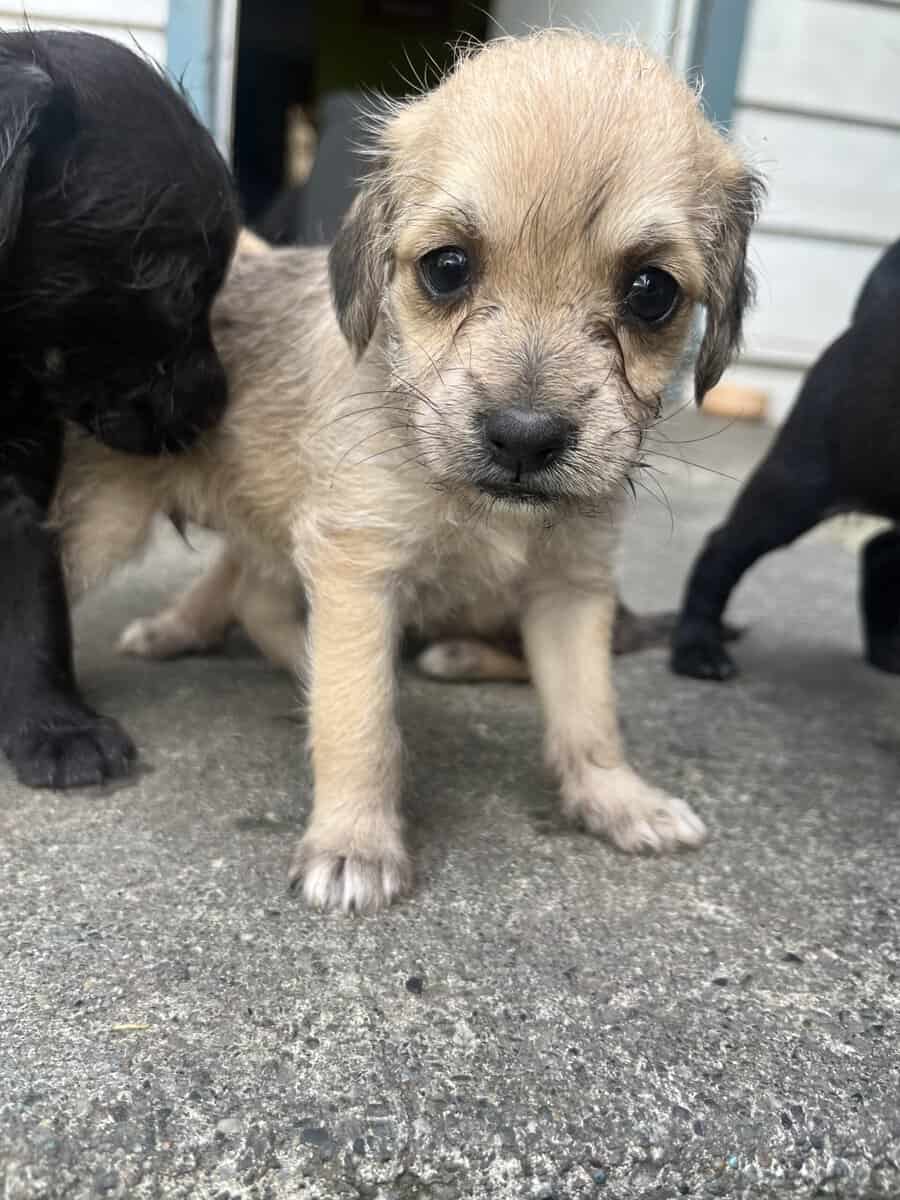 PUPPIES FOR FEE image 2