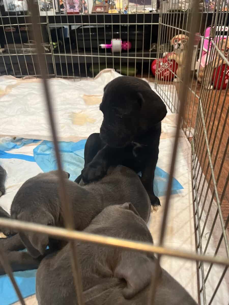 Cane Corso Puppies image 7