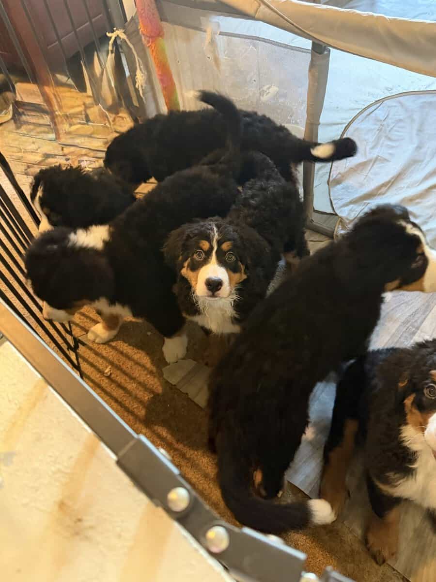 Saint Bernese Mountain Dog puppies image 7