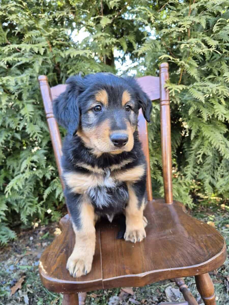 English Shepherd Puppy Toby image 1