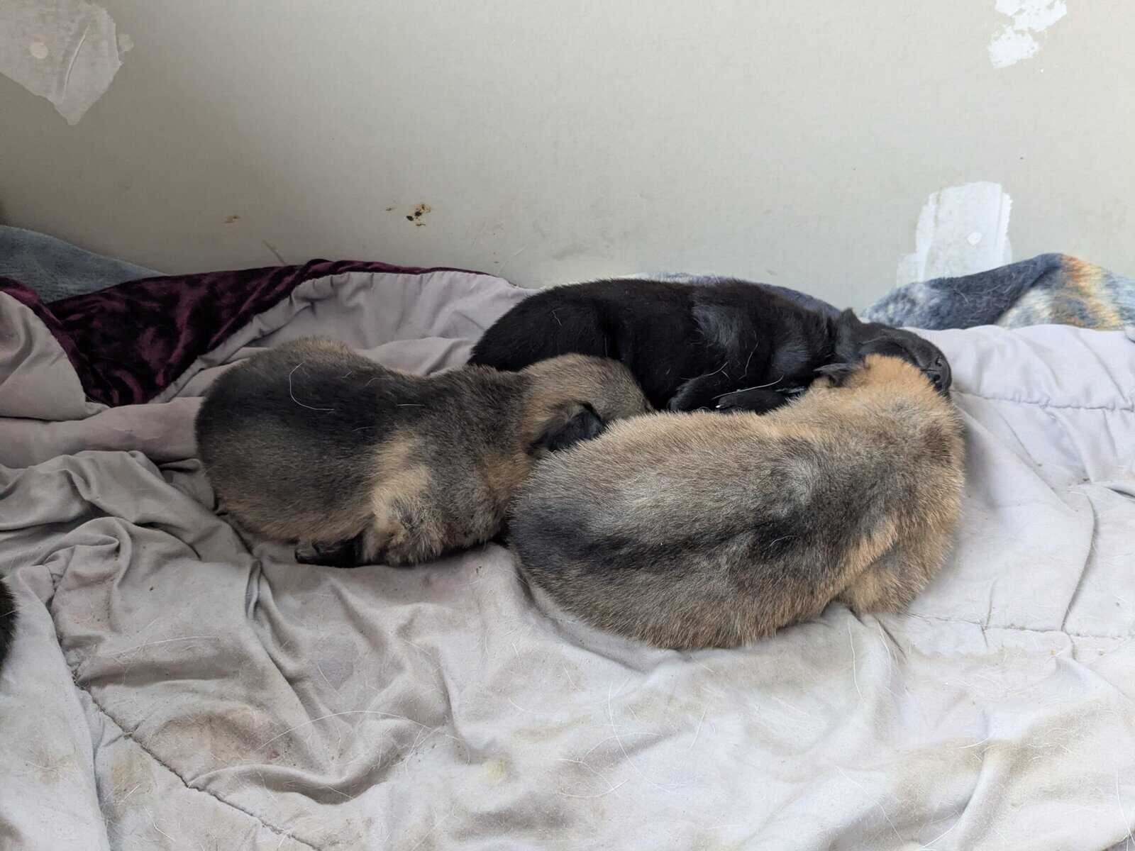 AKC German Shepherd puppies image 7