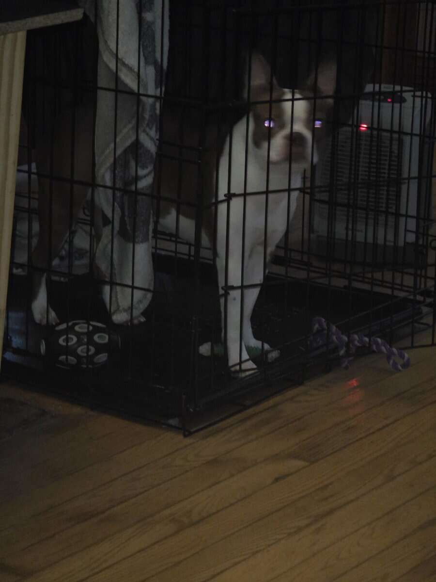 Boston terrier image 2
