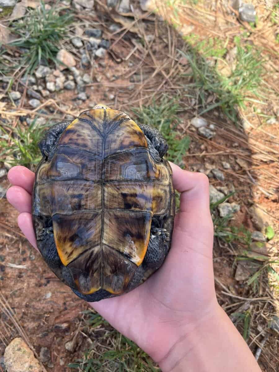 Healthy adult female ornate diamond back terrapin image 2