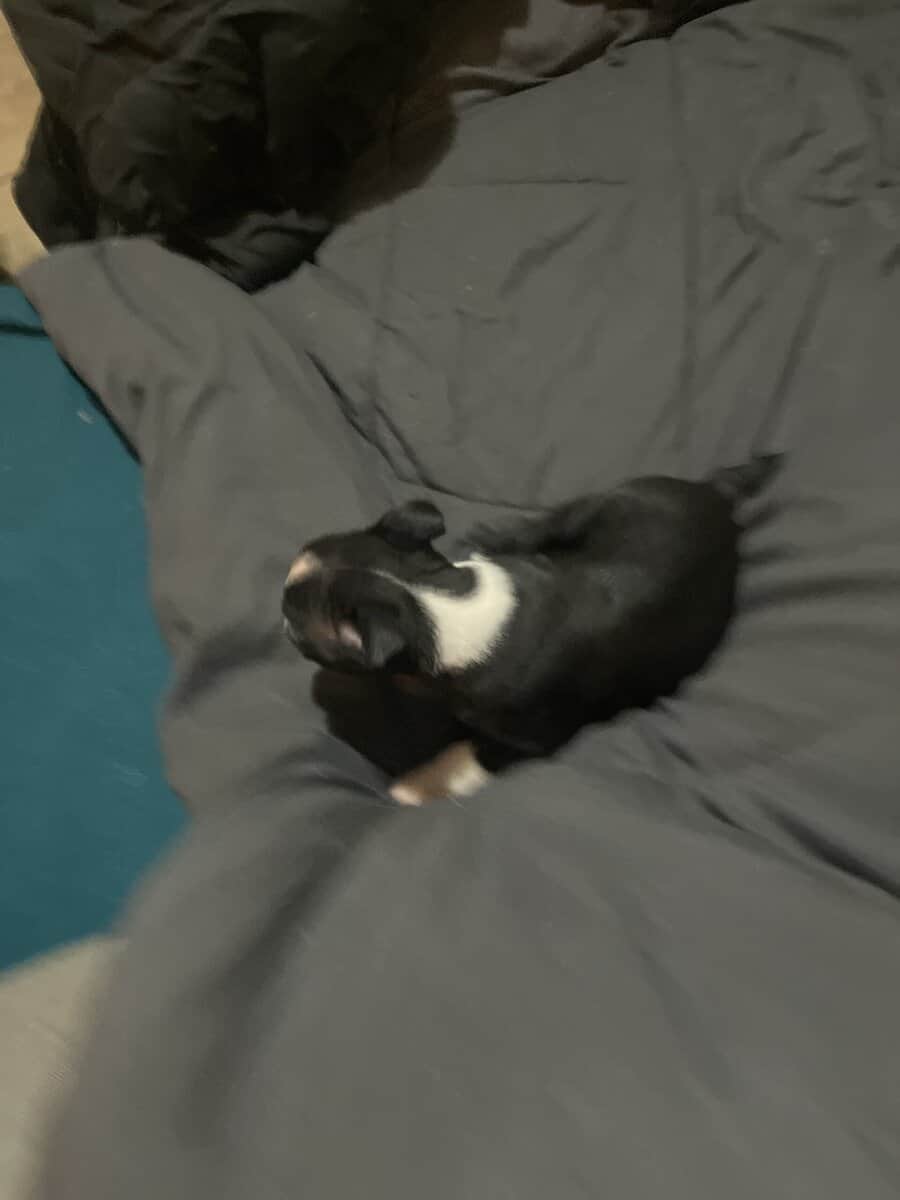 8 week old Boston terriers image 5