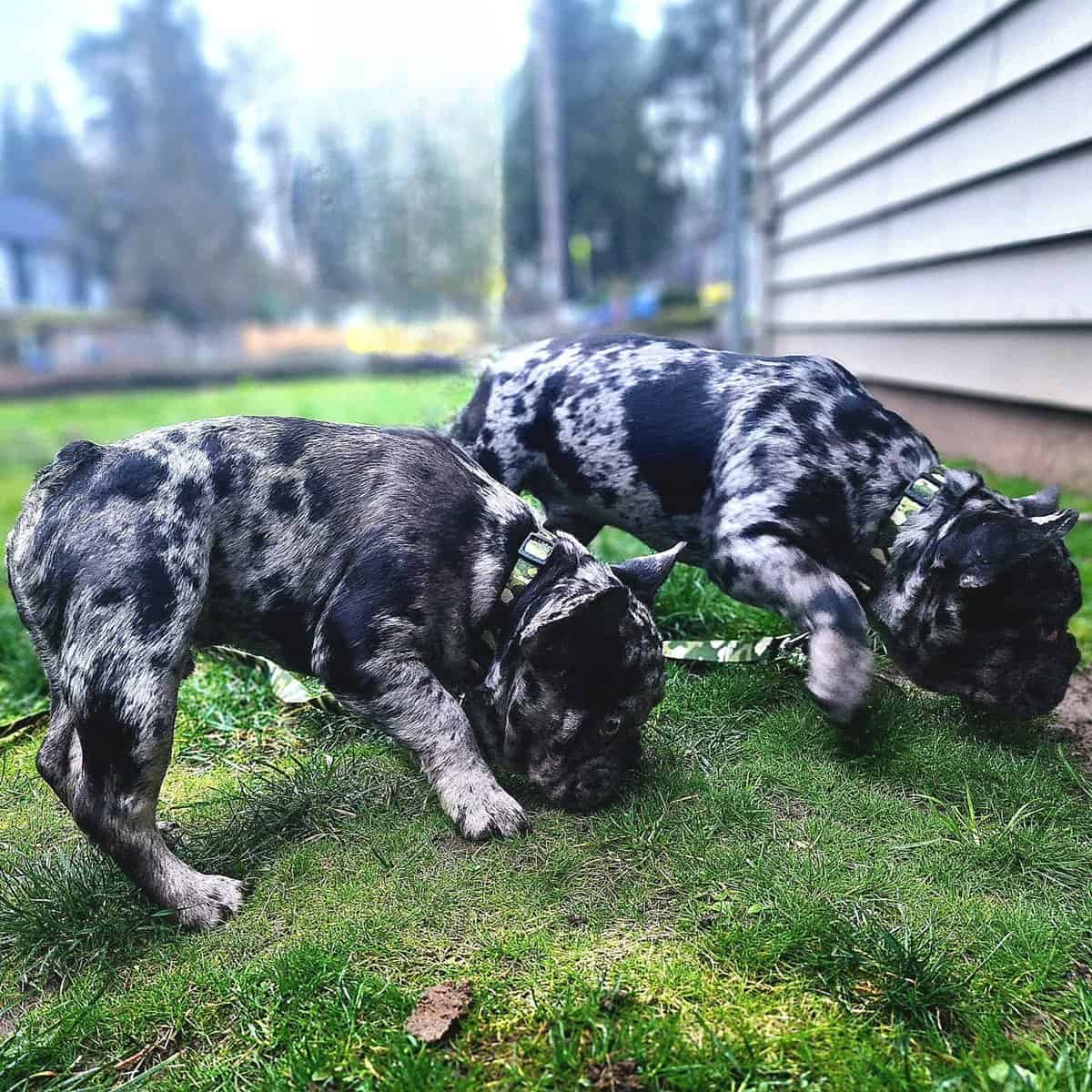 French bulldog puppies 6 Months old- Fureverr bud! image 5