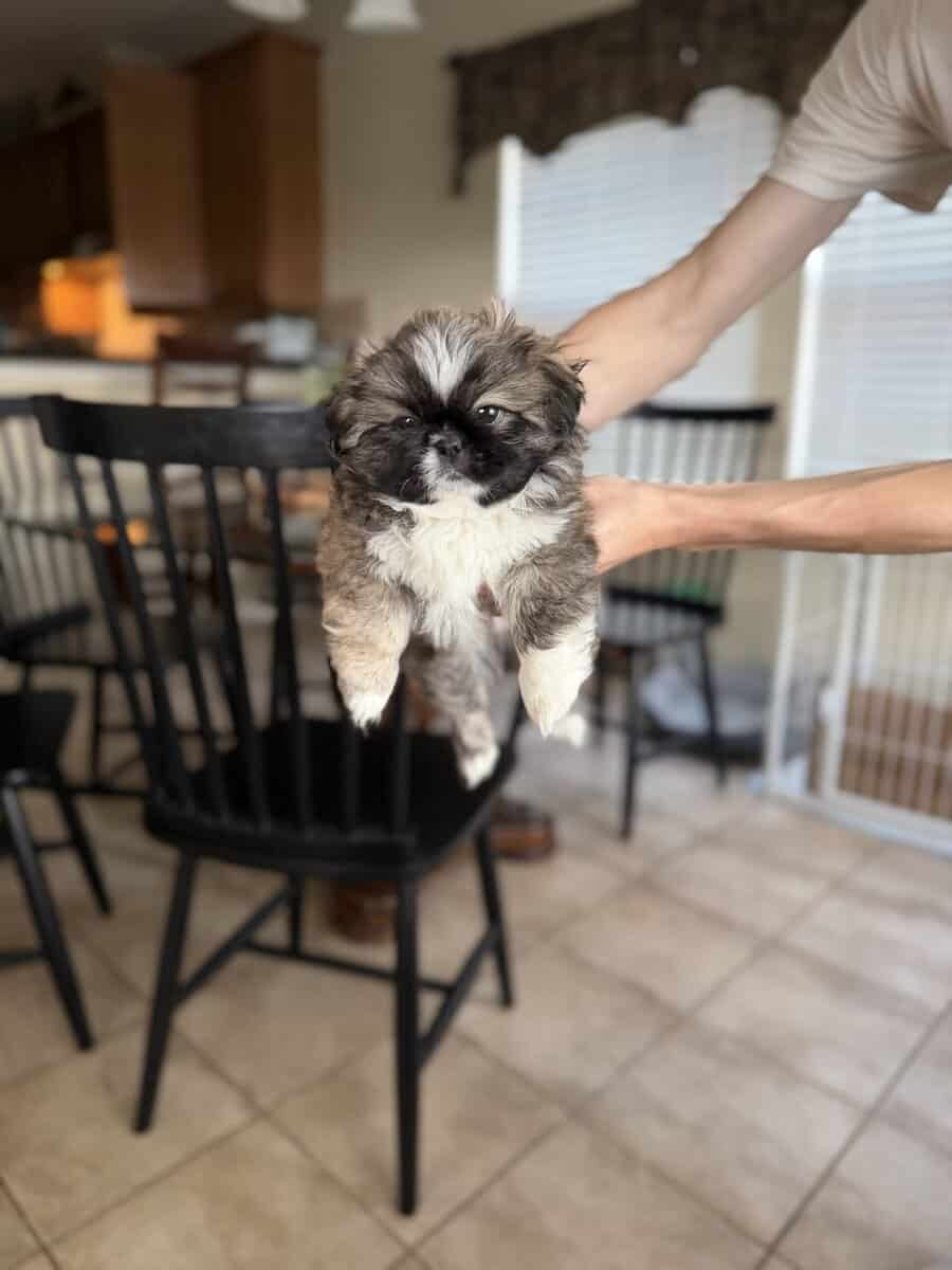 Pekingese Puppies for Sale image 3