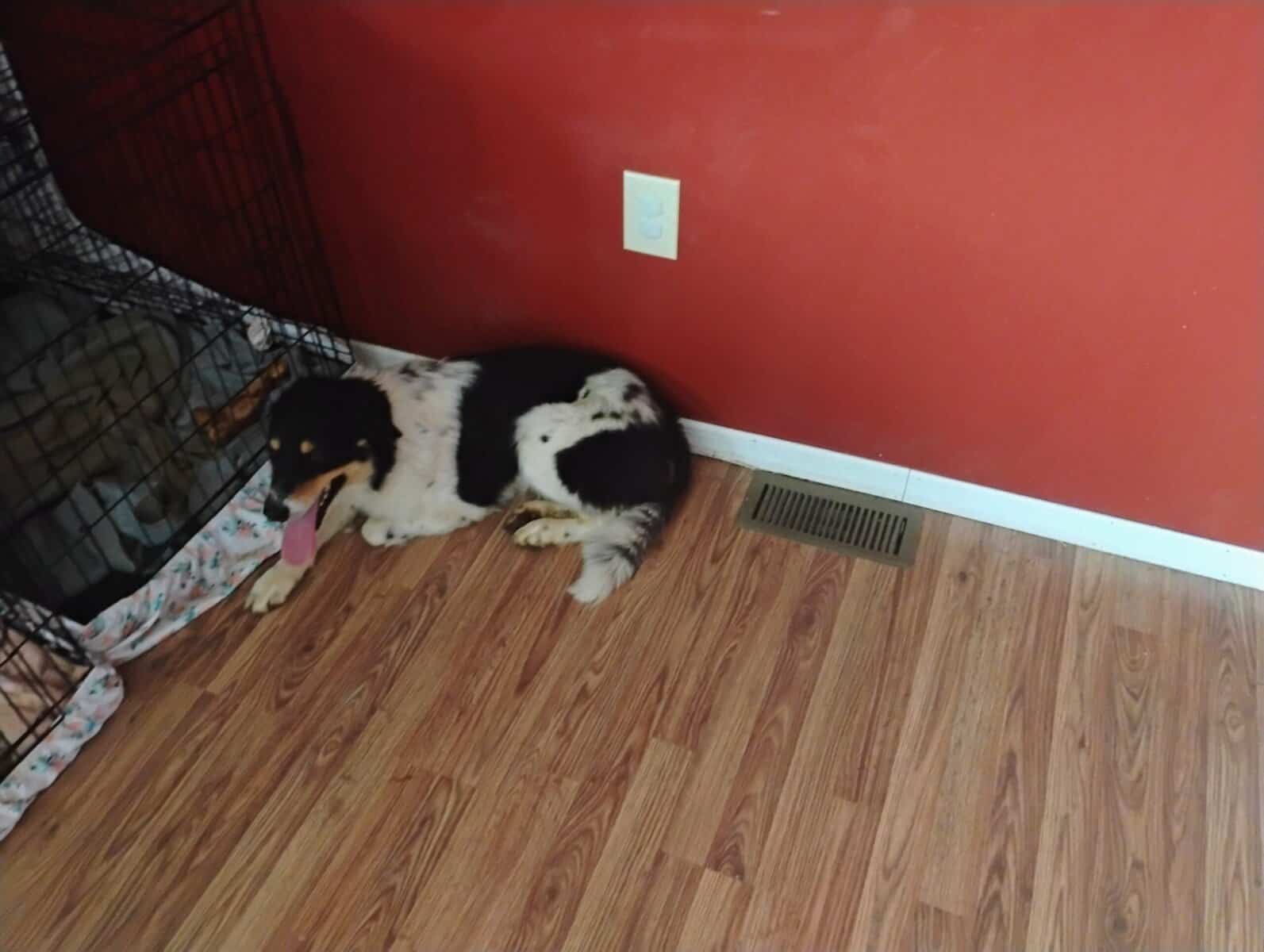 Loving friendly dog image 4