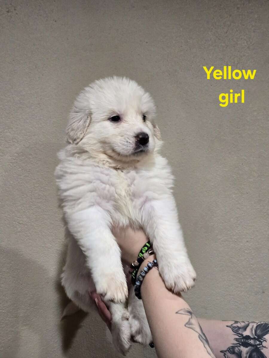 Great pyrenees puppies ready 3/23/26 image 15