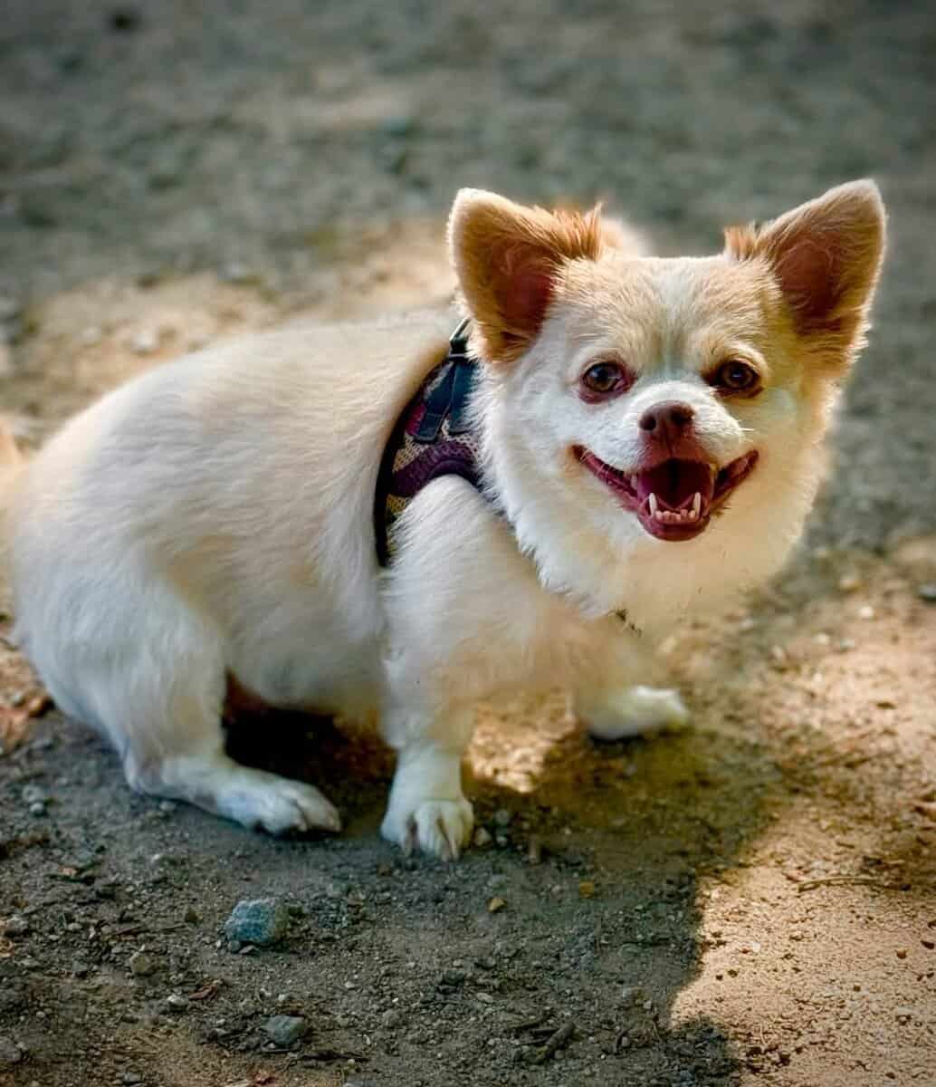 Loving Dog Needs New Home image 8