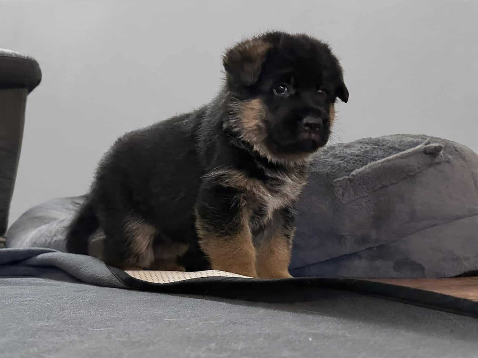 WGSL German Shepherd Puppies image 3