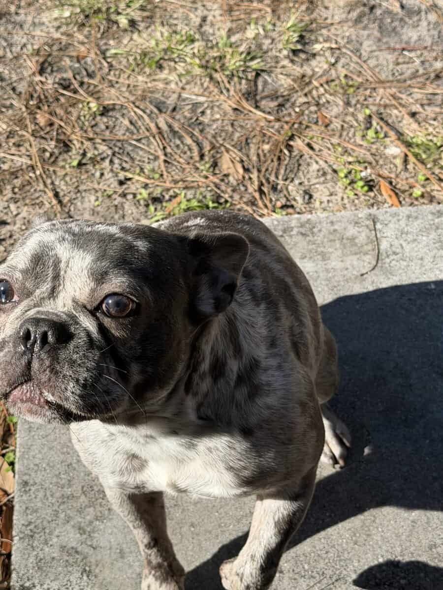 AKC Miniature Frenchie image 5
