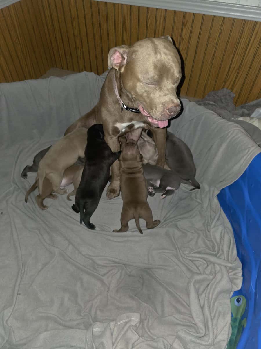 Blue Red nose mastiff puppies image 1