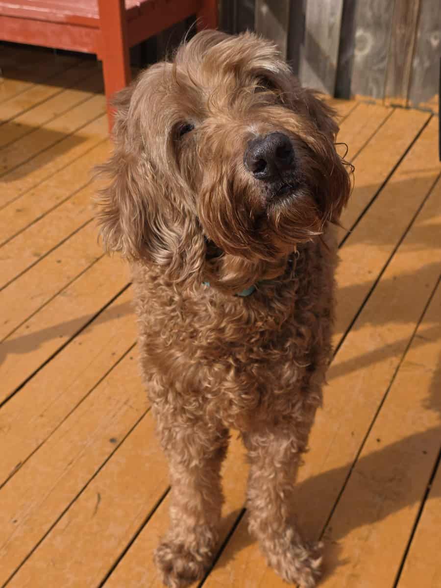 Senior dog is in need of a loving home image 2