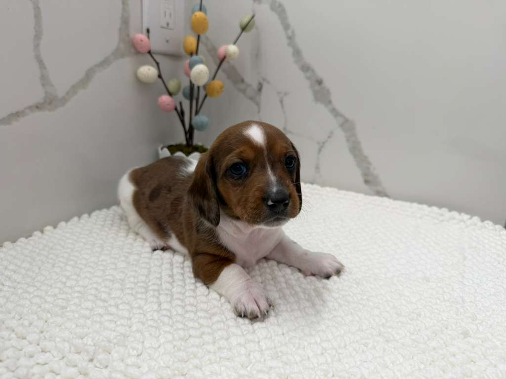 Dachshund male image 1