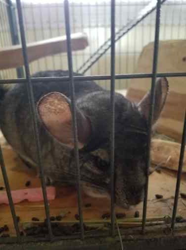 Chinchillas, Max and Picky, bonded, hand raised image 1