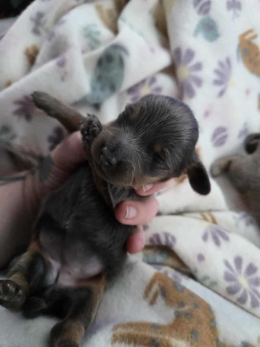 Miniature dachshund puppies image 5