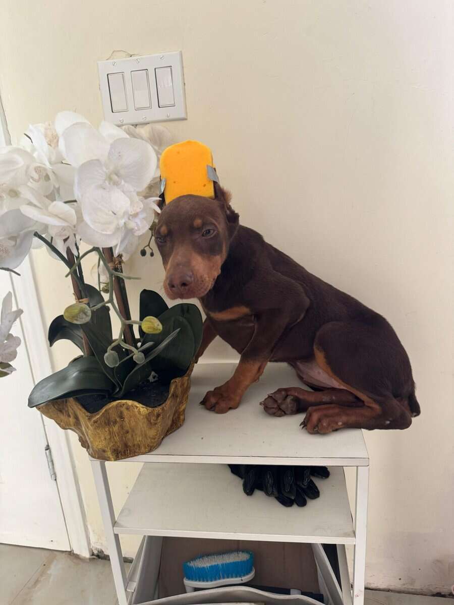 Female Doberman image 2