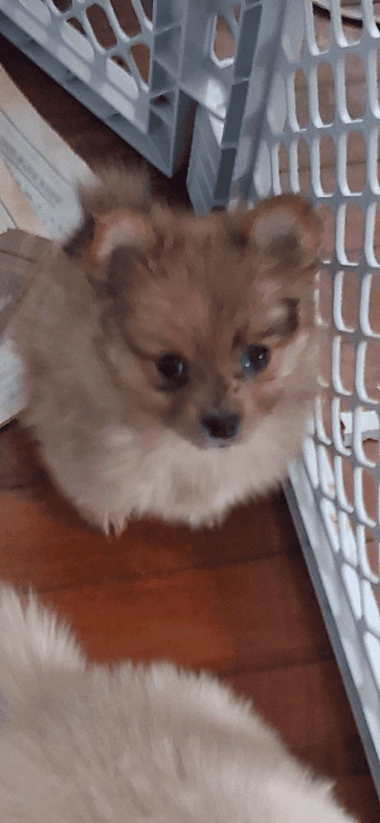 Pomeranian puppy Emma image 1