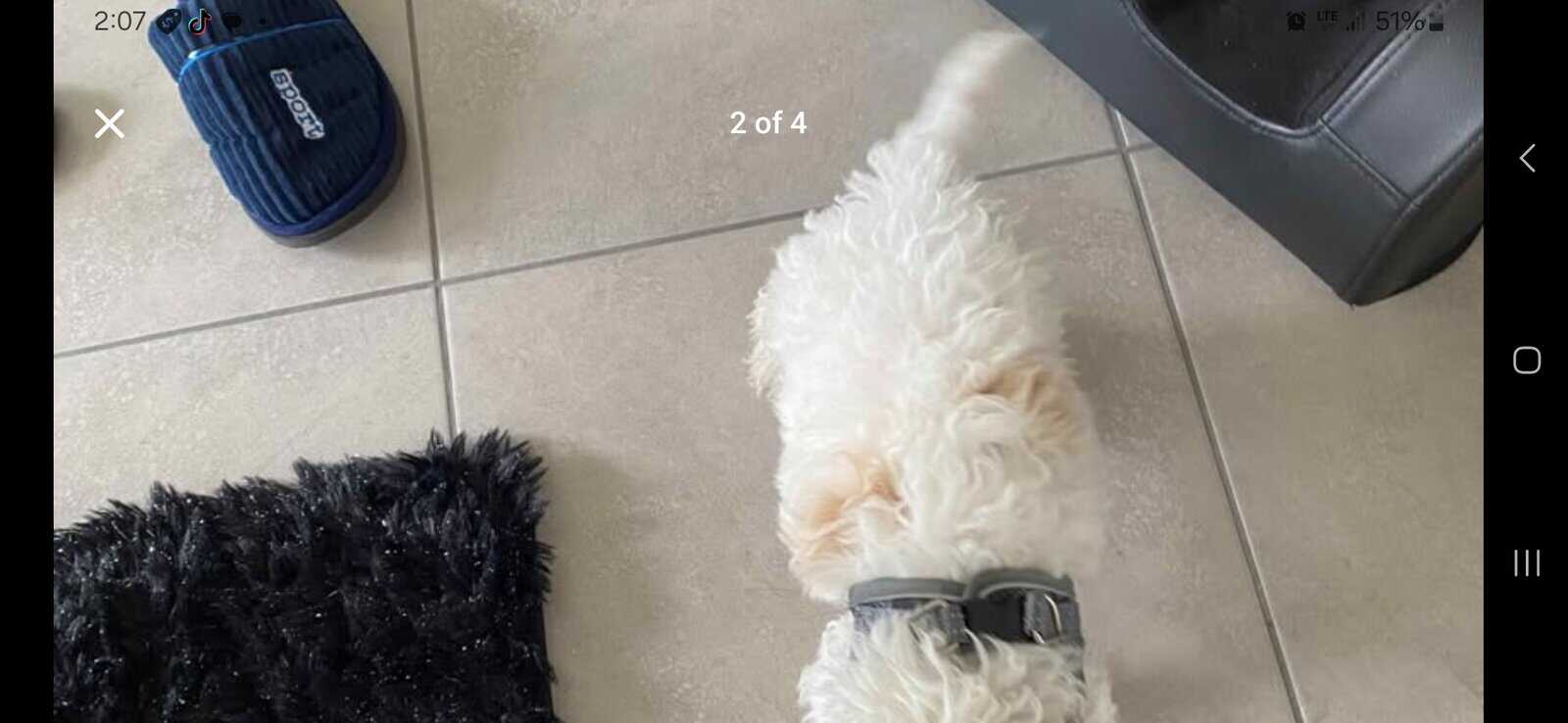 Miniature poodle image 2