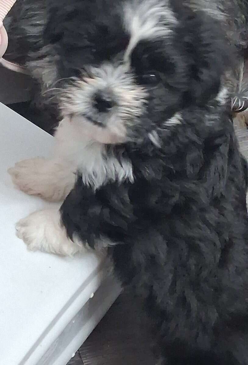Cookie she is a shi tzu Maltipoo mix image 3