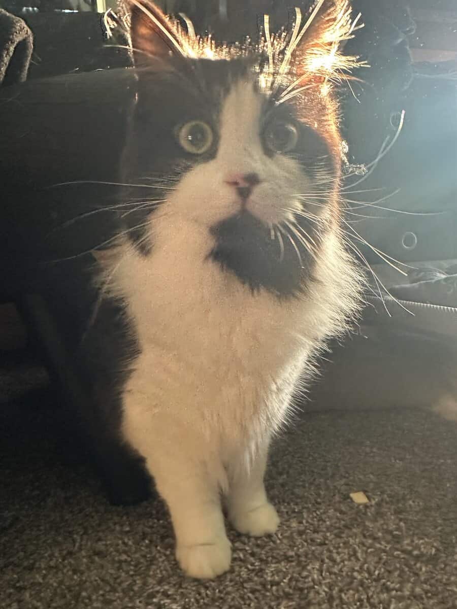 Sweet boy looking for a home. image 1